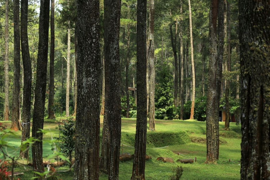 Deforestasi dan Upaya Reboisasi: Menjaga Keseimbangan Hutan Indonesia
