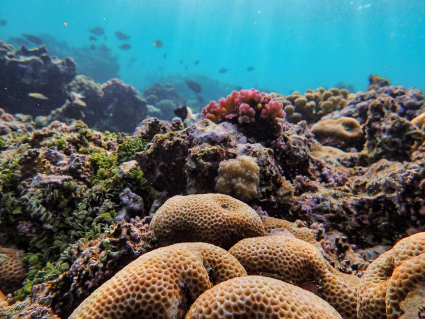 Konservasi Terumbu Karang: Kenapa Laut Indonesia Perlu Dilindungi