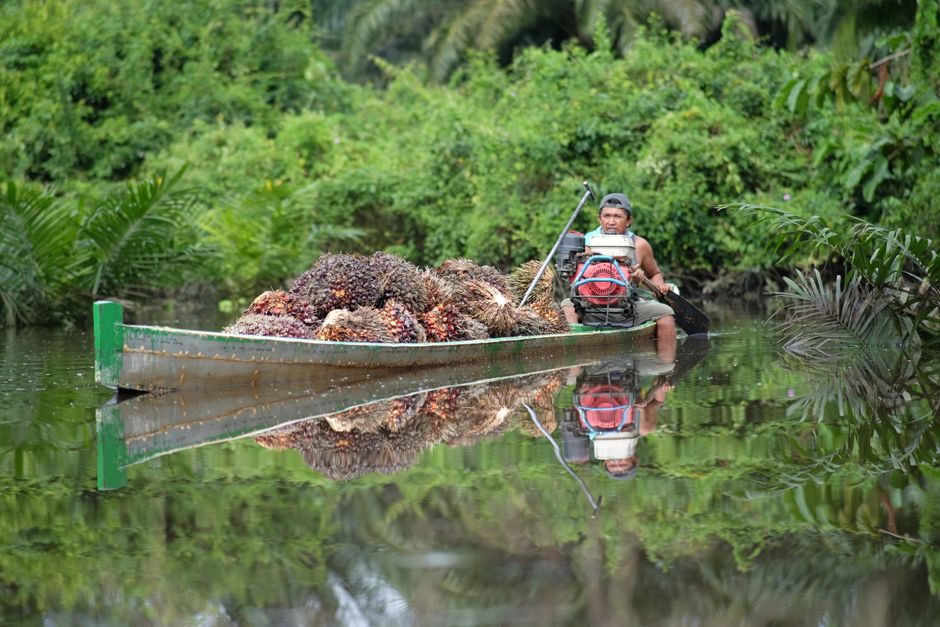 Harga Referensi CPO Agustus 2026 Turun ke USD996,52 per Ton